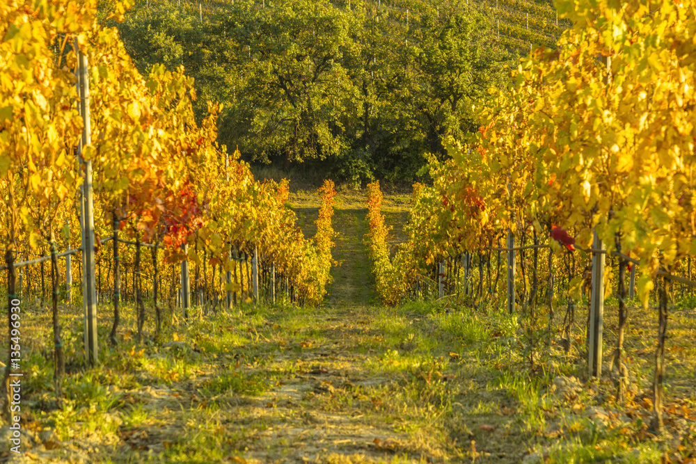 Naklejka premium View of vineyards in autumnal colors ready for harvest and production of wine.