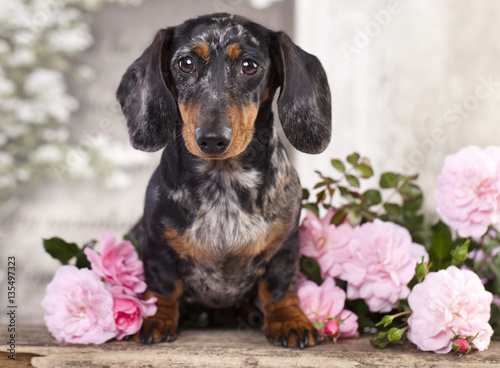Tvo Dachshund dog and  flowers © liliya kulianionak