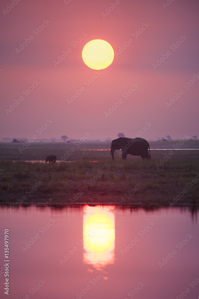 Fototapeta premium Elephant in Etosha National Park