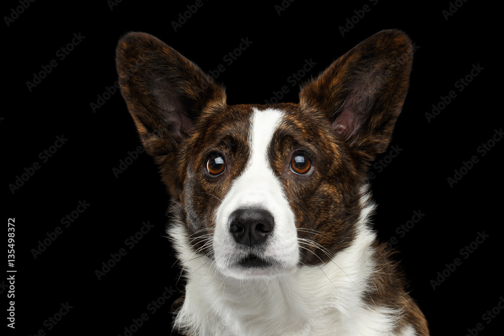 Close-up portrait of Brown with white Welsh Corgi Cardigan Dog, Alert face looking up on Isolated Black Background, front view Close-up portrait of Brown with white Welsh Corgi Cardigan Dog, Alert face looking up on Isolated Black Background, front view