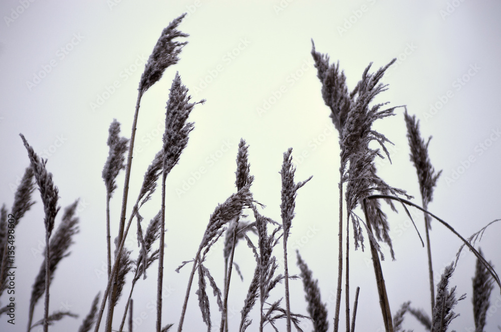 Obraz premium Plants with white rime. Cold winter or late autumn day and hoarfrost on plants.