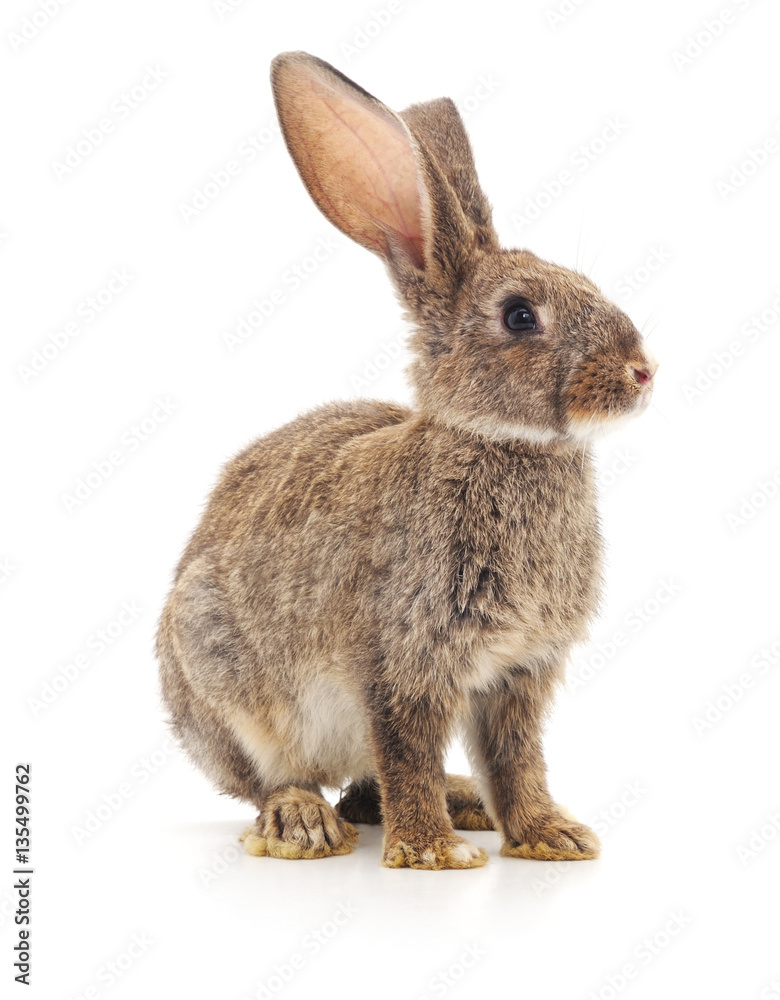 Brown bunny. Brown bunny.