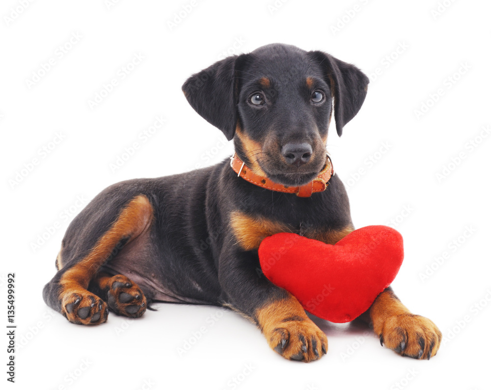 Dog with heart.