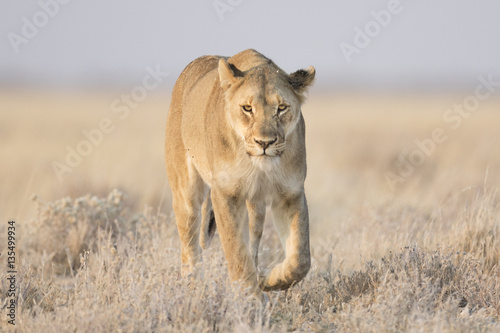 Female lion in Etosha National Park