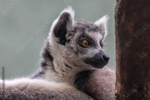 Portrait of a Lemur