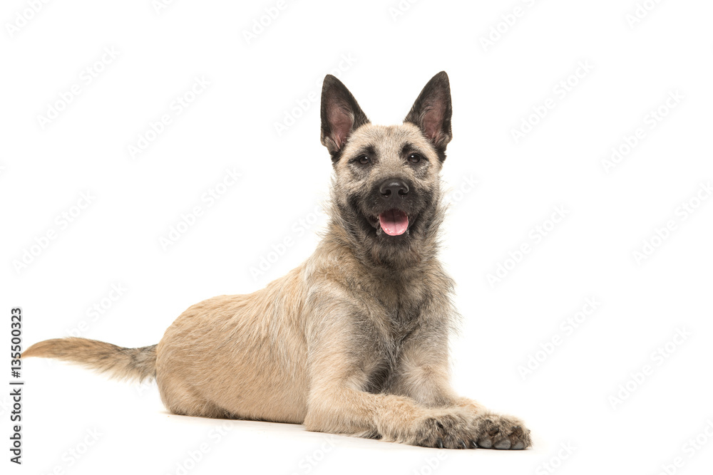 Lying down Dutch wire-haired shepherd facing the camera with tongue sticking out isolated on a white background Lying down Dutch wire-haired shepherd facing the camera with tongue sticking out isolated on a white background