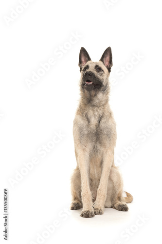 Blond dutch wire-haired shepherd sitting and looking up isolated on a white background