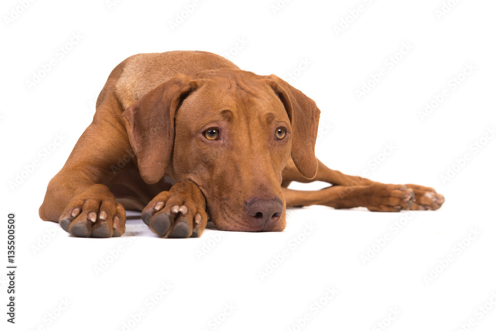 Pretty rhodesian ridgeback dog lying on the floor with its head down isolated on a white background Pretty rhodesian ridgeback dog lying on the floor with its head down isolated on a white background