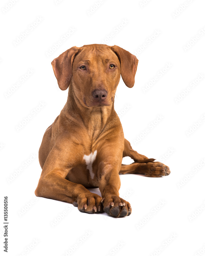 Pretty rhodesian ridgeback dog lying on the floor with its head up facing the camera seen from the front isolated on a white background