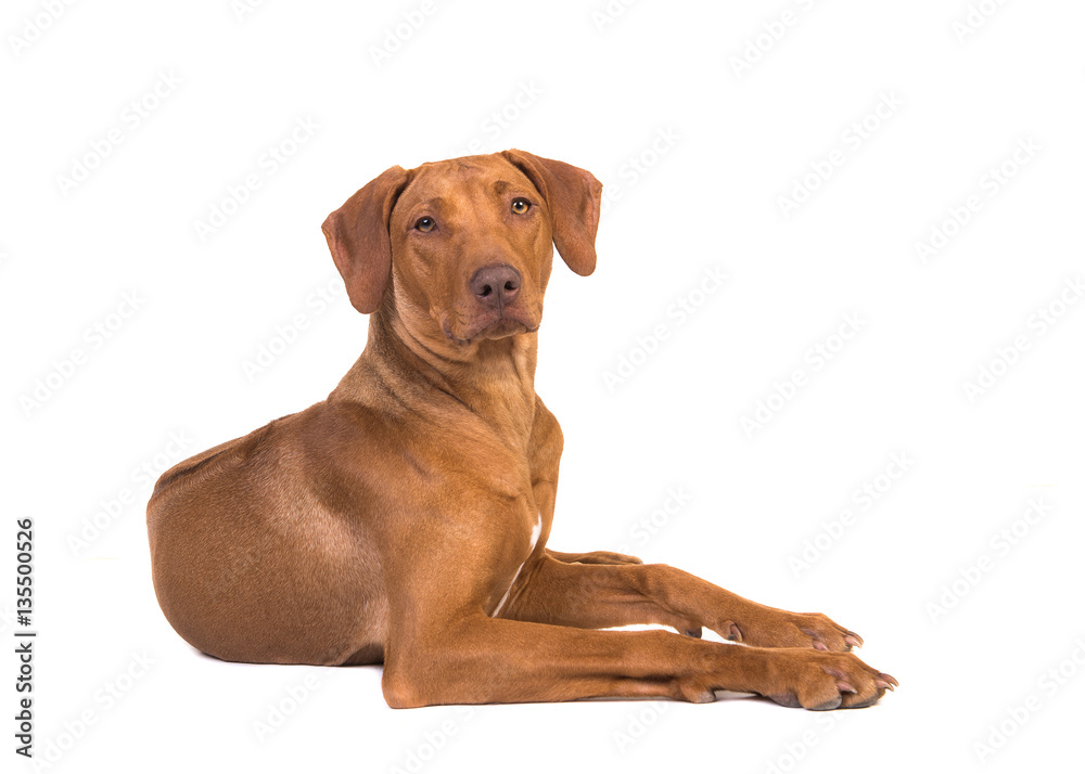 Pretty rhodesian ridgeback dog lying on the floor seen from the side with its head up facing the camera isolated on a white background Pretty rhodesian ridgeback dog lying on the floor seen from the side with its head up facing the camera isolated on a white background