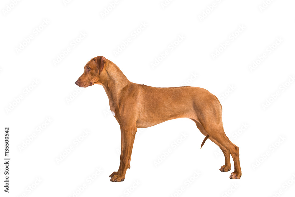 Rhodesian ridgeback dog standing in show position seen from the side isolated on a white background
