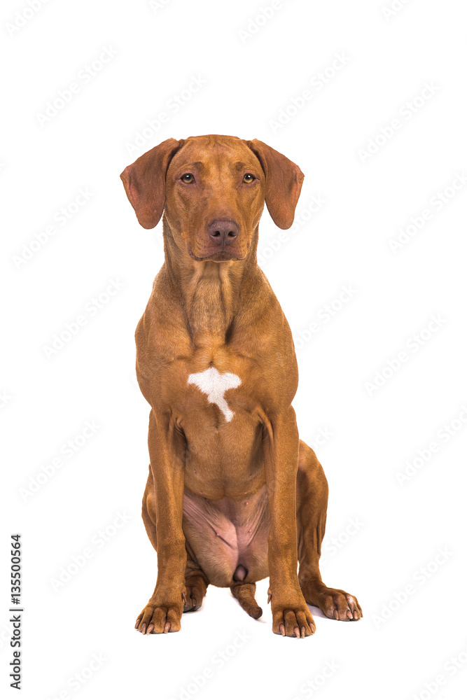 Pretty rhodesian ridgeback dog sitting facing the camera seen from the front isolated on a white background