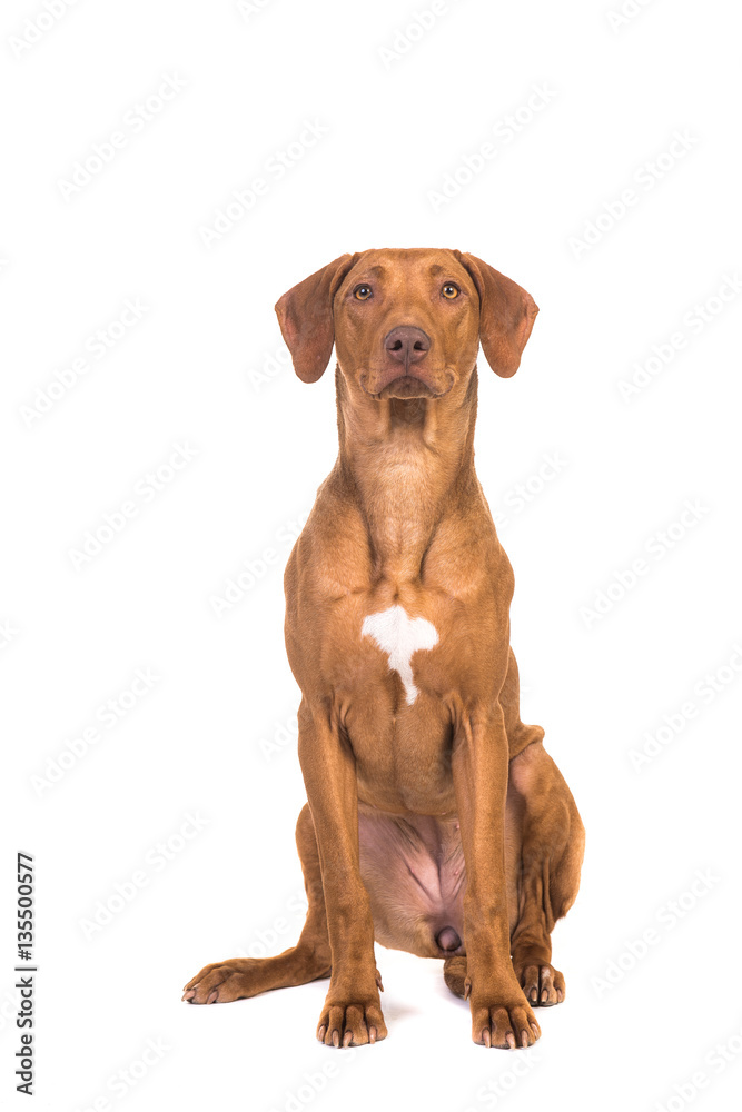 Pretty rhodesian ridgeback dog sitting looking up isolated on a white background Pretty rhodesian ridgeback dog sitting looking up isolated on a white background