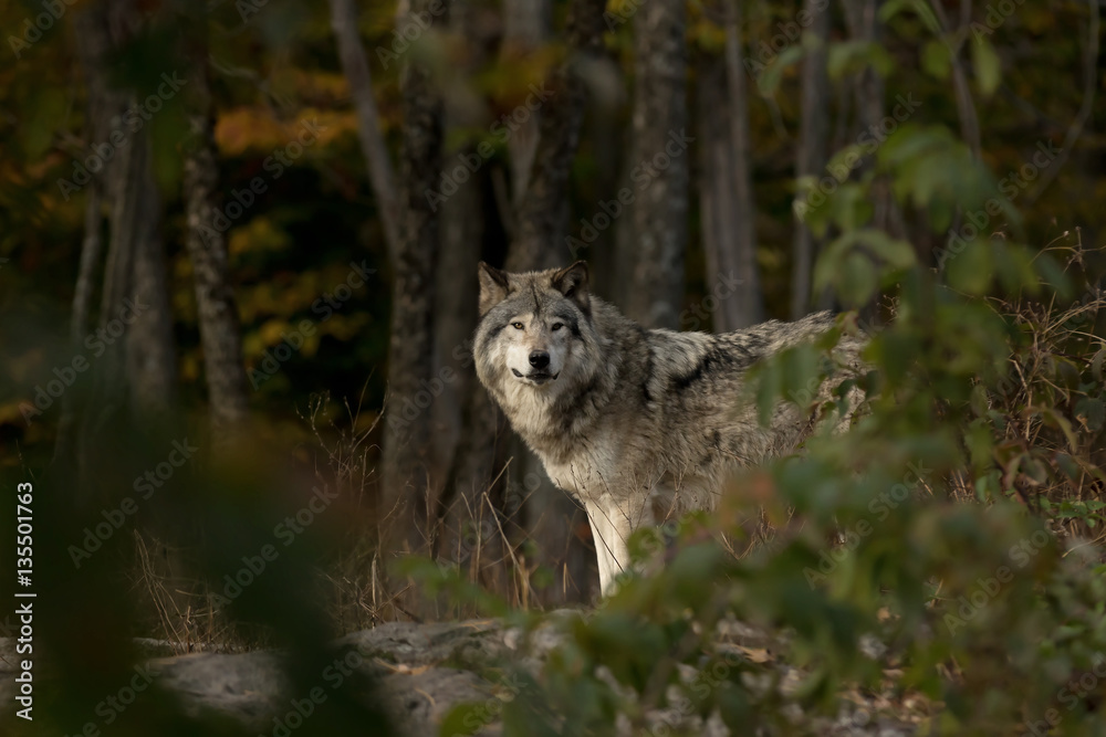 Naklejka premium Timber wolf or Grey Wolf (Canis lupus) on the hunt in autumn in Canada