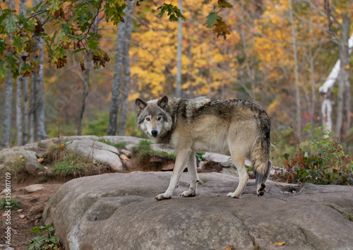Timber wolf or Grey Wolf (Canis lupus) on rocky cliff in autumn in Canada