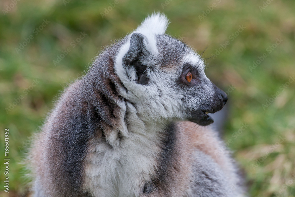 Obraz premium Portrait of a Lemur