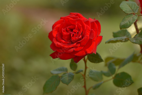 Red rose on green background. Selective focus.