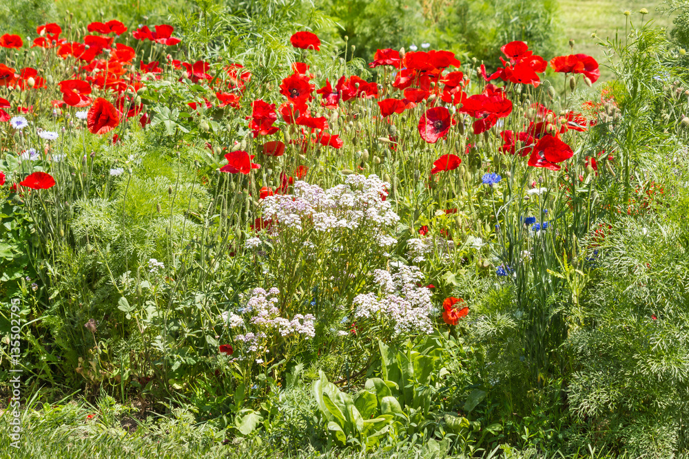 wildflower meadow with red poppies in bloom