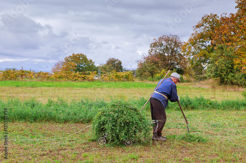 Fotografija Old man mowing down grass with scythe