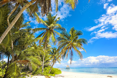 Fototapeta Naklejka Na Ścianę i Meble -  Tropical white sandy beach with palm trees. Cross processed. Ins