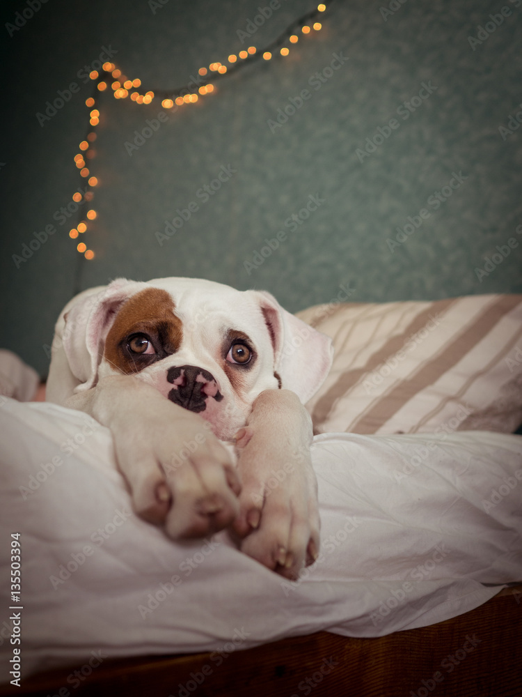 Boxer Dog Laying in Owner's Bed Boxer Dog Laying in Owner's Bed