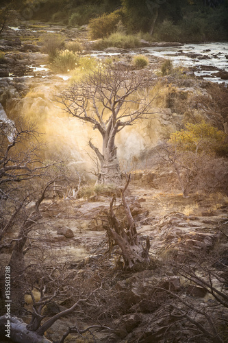 Baobab at sun rise photo