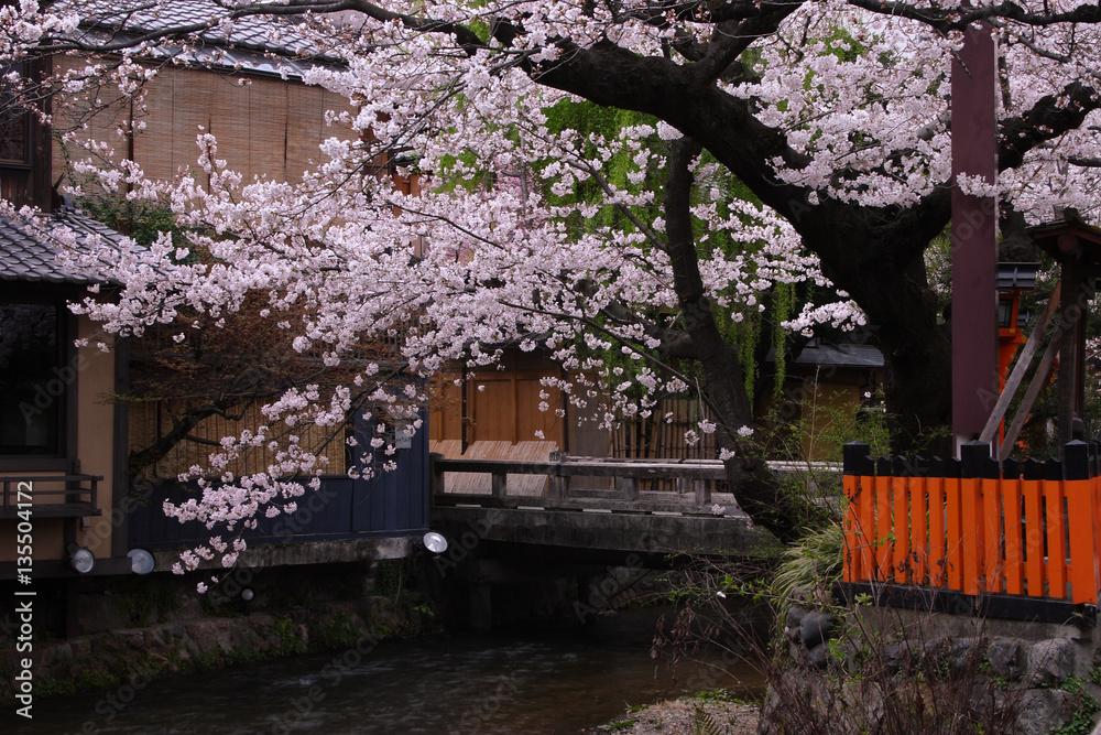 京都 祇園白川のさくら 京都 祇園白川のさくら