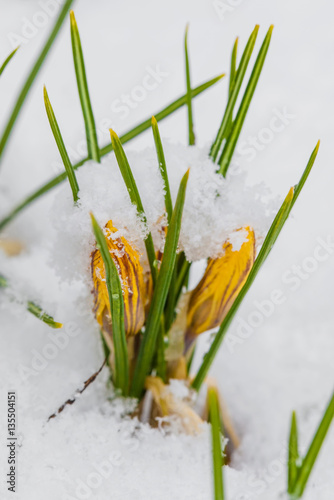 Spring crocus flowering from snow