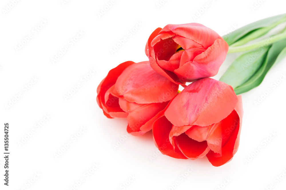 Red tulips flowers isolated Red tulips flowers isolated