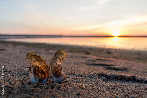 shell on the beach