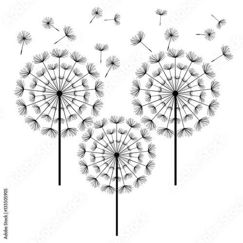 Black dandelions isolated on white background
