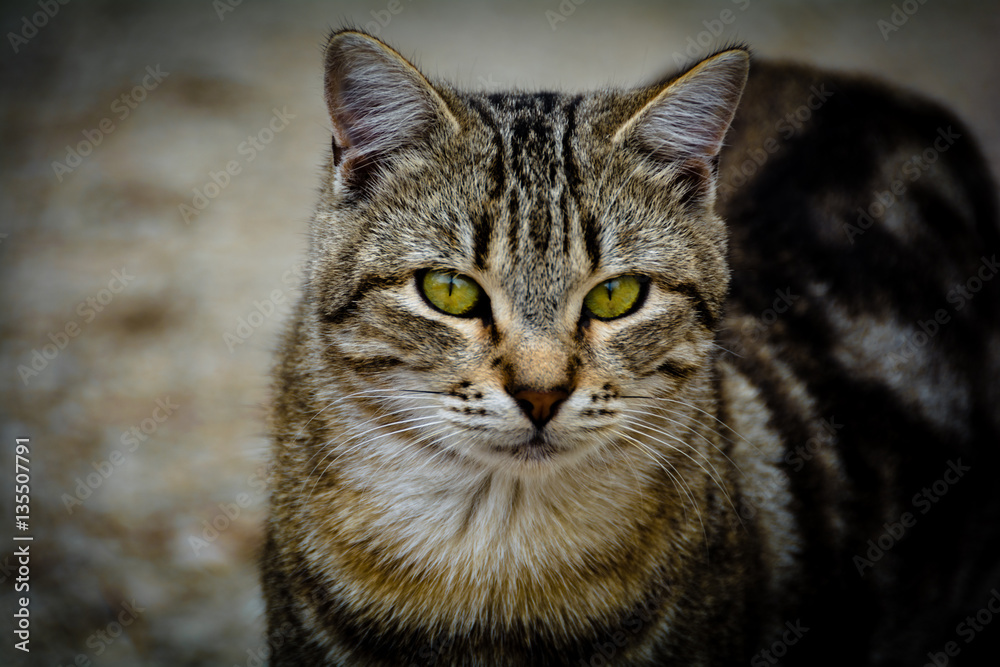 Gatto Gatto