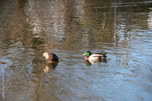 池の水鳥