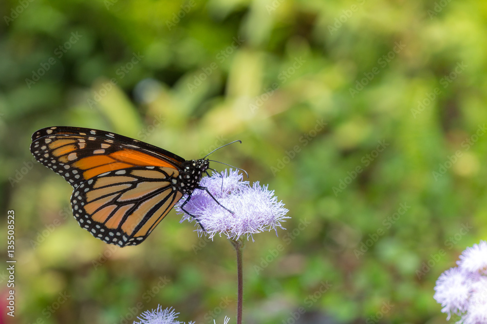Monarch Butterfly Feeding on Nectar on Purple Flower in Garden Horizontal with Copy Space Monarch Butterfly Feeding on Nectar on Purple Flower in Garden Horizontal with Copy Space
