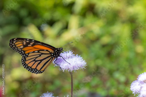 Monarch Butterfly Feeding on Nectar on Purple Flower in Garden Horizontal with Copy Space © agcreationsnz