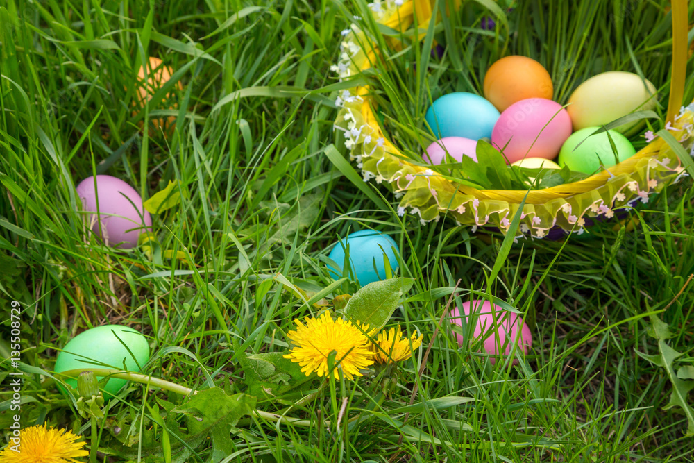 colorful easter eggs in basket on grass with dandelions