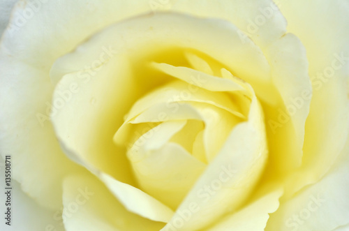 Beautifu yellow rose flower