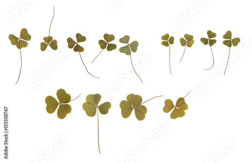 Pressed and dried buds clover. Isolated on white background. For photo