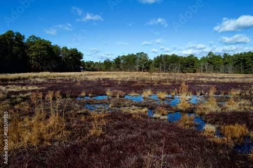Cranberry Bogs at Double Trouble State Park New Jersey 