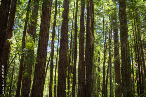 Redwood trees in a forest in the Santa Cruz mountains in California