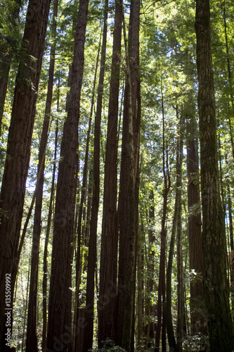 Redwood trees in a forest in the Santa Cruz mountains in California