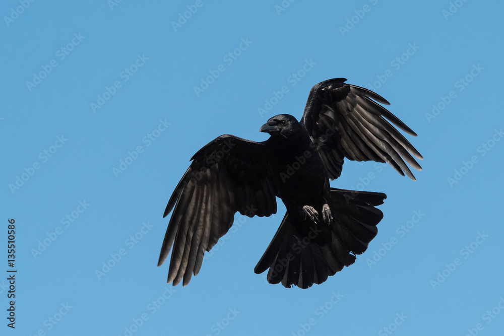 Obraz premium Carrion Crow, Crow, Corvus Corone