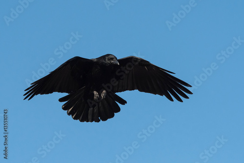 Carrion Crow, Crow, Corvus Corone