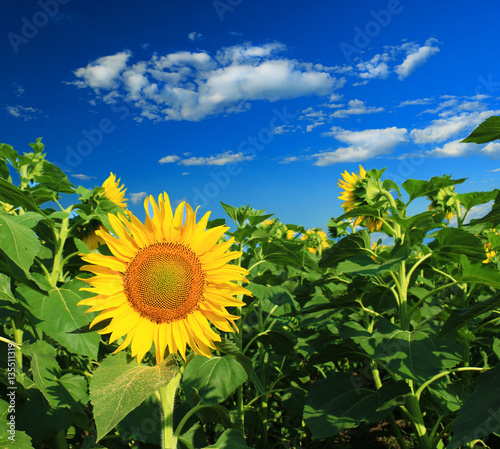 Sunflower Field Under Blue Sunny Sky