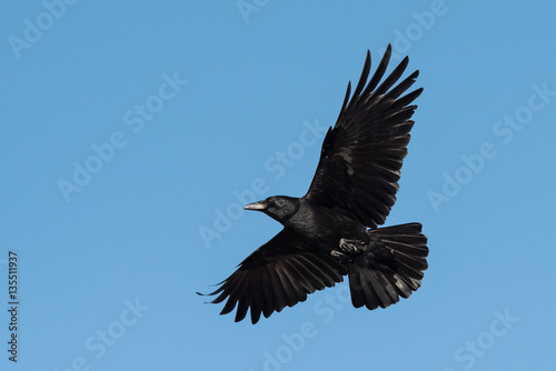 Carrion Crow, Crow, Corvus Corone