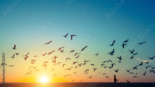 Silhouettes flock of seagulls over the Ocean during sunset.