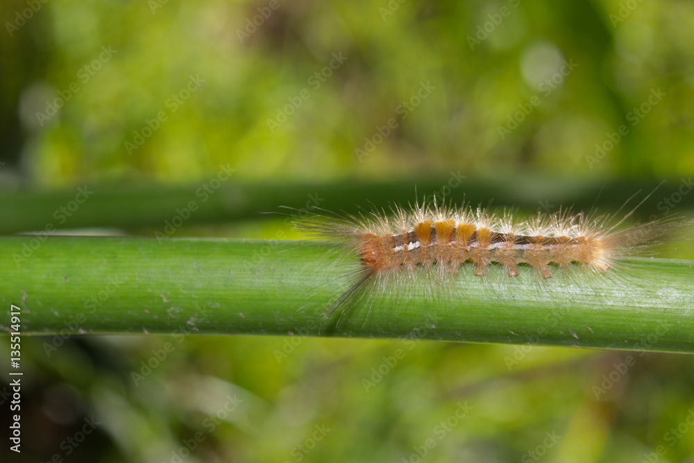 Fototapeta premium caterpillar