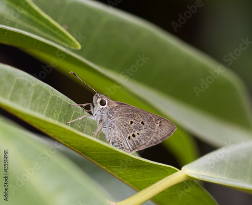 Butterfly grey