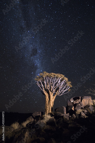 A tree on a rocky outcrop under the Milky Way photo