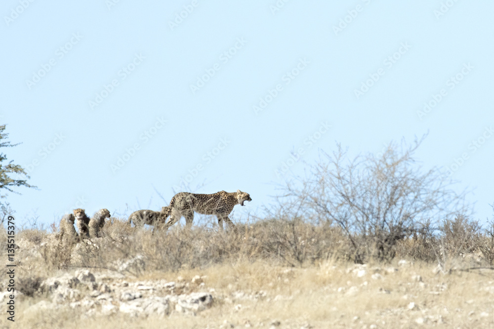 Naklejka premium Cheetah and cubs hunting